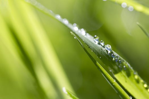 Blade of grass in morning dew