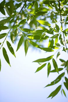 Young green leaves in summer morning