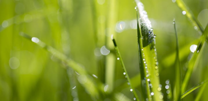 Blade of grass in morning dew