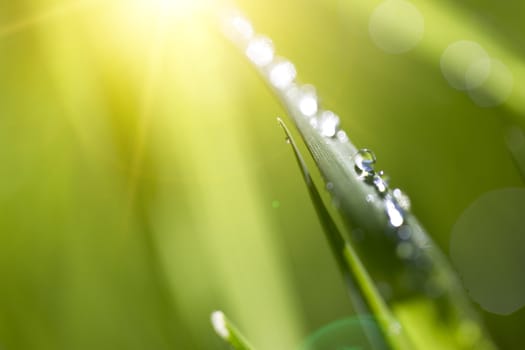 Blade of grass in morning dew