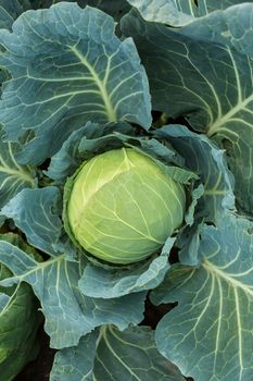 Young green head of cabbage