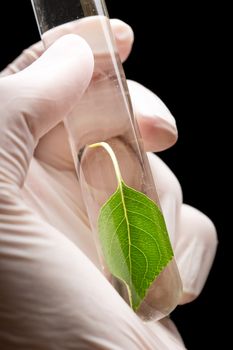 Hand in glove holding test tube with plant