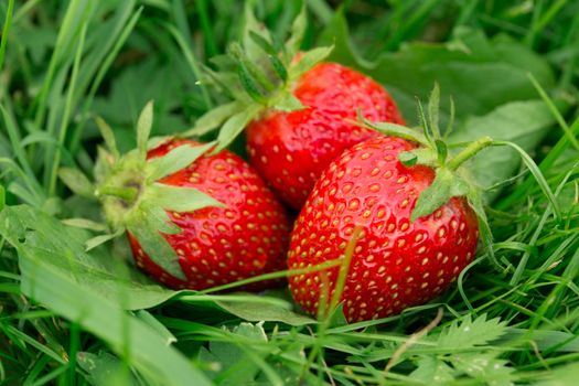 Ripe strawberry on green grass