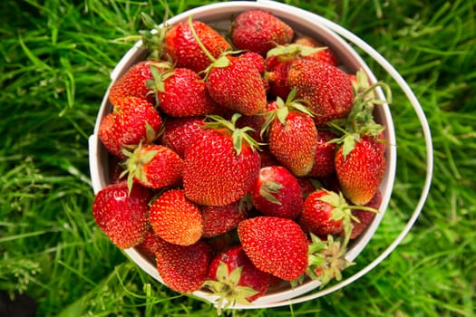 Ripe strawberry in bucket on grass