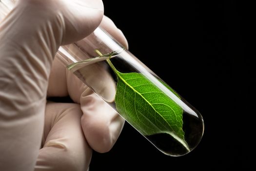 Hand in glove holding test tube with plant