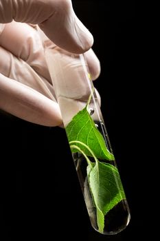 Hand in glove holding test tube with plant