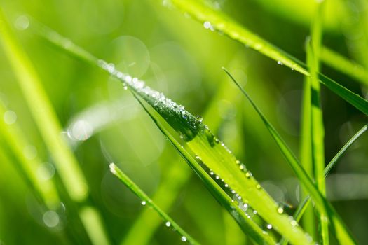 Blade of grass in morning dew