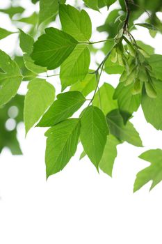 Green leaves 