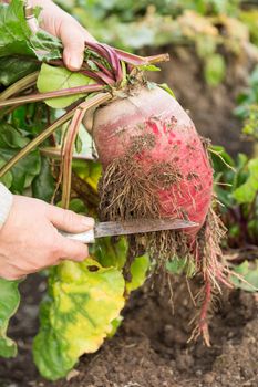 Hand cleaning young beetroot with knife