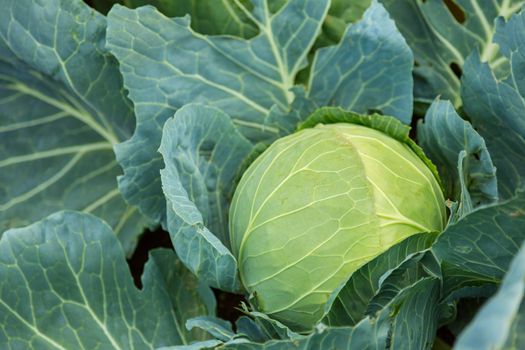 Young green head of cabbage