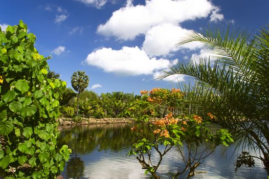 Tropical Trees on the Background of Pond.