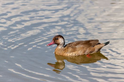 Lonely Duck