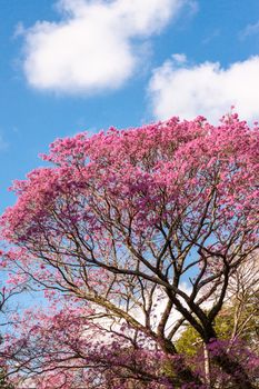 Ipe Tree full of pink flowers on a sunny day