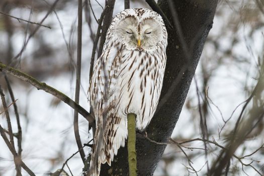 Ural owl sleeps sitting on a tree in natural habitat
