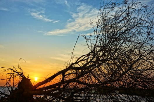 Amazing view of dry tree trunk in silhouette at sunset in summer, yellow sun in blue sky, tree broken, uprooted, climate change, impression of natural landscape of Mekong Delta, Vietnam