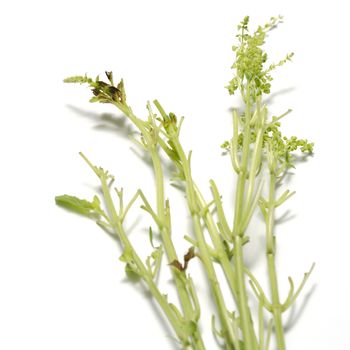 leaf stalk basil on a white background