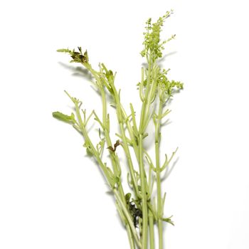 leaf stalk basil on a white background
