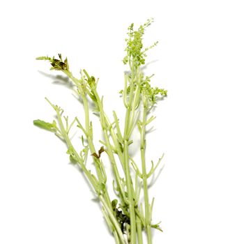 leaf stalk basil on a white background