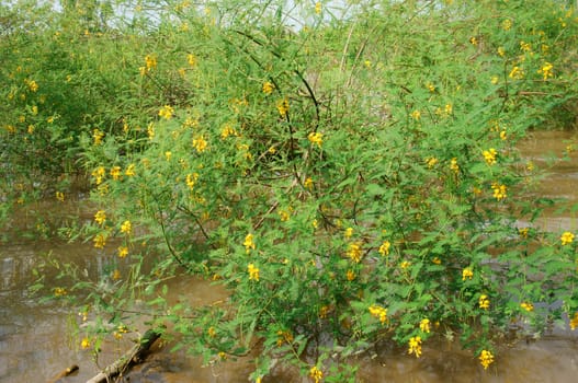Sesbania sesban bush, dien dien flower bloom in yellow, tree with green leaf, good vegetable in flood season of Mekong Delta, Vietnam, is botanic aquatic plant, nutrition food from nature