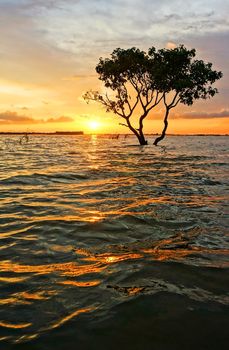 Abstract, amazing landscaping of Mekong Delta, Vietnam in flooded seasons, alone tree silhouette face to sun at sunset, orange sky, shake water wave, yellow water surface with ripple, beautiful scene