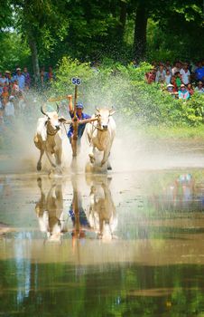 AN GIANG, VIET NAM- SEPT21: Outdoor activity sport of Vietnamese farmer, cow race, traditional culture festival of khmer people, couple of cow run speed, harrow in strong spirit, Vietnam, Sept21, 2014