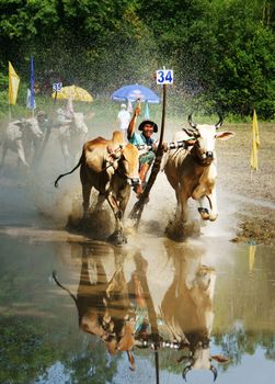 AN GIANG, VIET NAM- SEPT21: Outdoor activity sport of Vietnamese farmer, cow race, traditional culture festival of khmer people, couple of cow run speed, harrow in strong spirit, Vietnam, Sept21, 2014