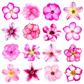 Collection of pink flowers isolated on white background. azalea flowers