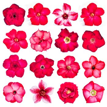 Collection of red flowers isolated on white background. azalea flowers