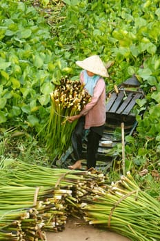 AN GIANG, VIET NAM- SEPT 20: Asian farmer harvest water hyacith (Eichhornia crassipes), Vietnamese woman work hard, carry hyainths bundle, material for art and craft production, Vietnam, Sept 20, 2014