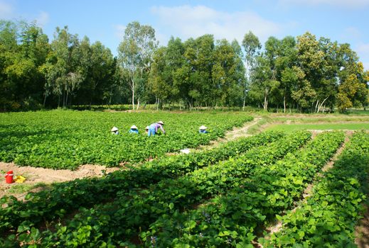 Crowd of Asian farmer, Pachyrhizus field, green vegetable on agriculture farm with group of tree at Mekong Delta, Vietnam