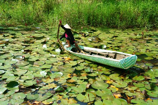 DONG THAP, VIET NAM- SEPT 23: Asian farmer sitting on row boat, pick water lily, one food from nature, aquatic plant at Mekong Delta, water-lily as vegetable in Vietnamese dish, Vietnam, Sept 23, 2014