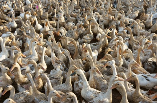 Flock of white duck, Mekong Delta, Vietnam has many domestic animal, livestock, grazing at field