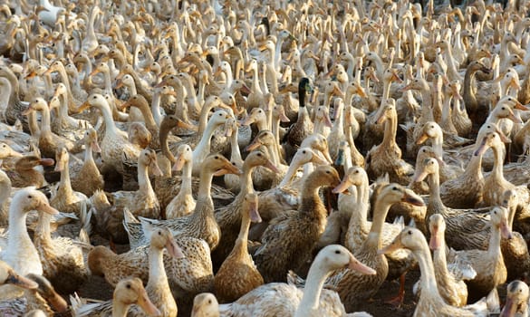 Flock of white duck, Mekong Delta, Vietnam has many domestic animal, livestock, grazing at field