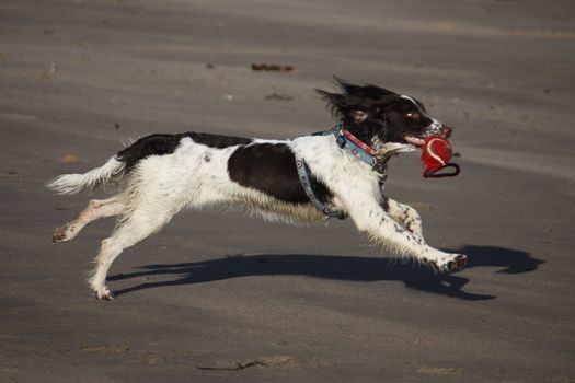 Working type english springer spaniel pet gundog running on a sandy beach;