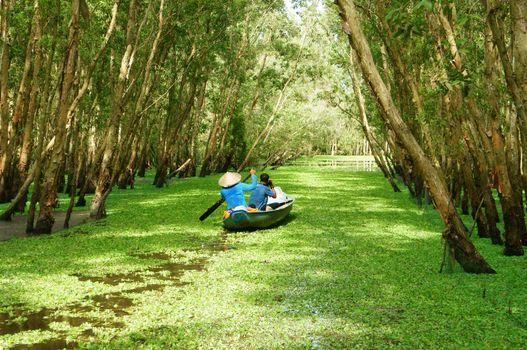 AN GIANG, VIET NAM- SEPT 22: Tra Su indigo forest, eco tourist area at Mekong Delta, traveler in green ecotourism, woman rowing the row boat, hyacinth cover water, tree flooded, Vietnam, Sept 22, 2014