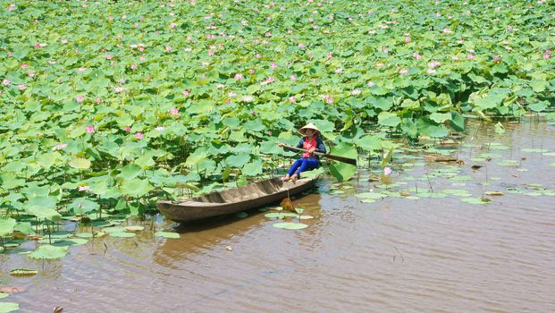 Beautiful landscaping of Vietnamese village, woman rowing the row boat to pick lotus flower on waterlilly pond, large aquatic flora lake in green leaf, pink flower make amazing scene at Mekong Delta