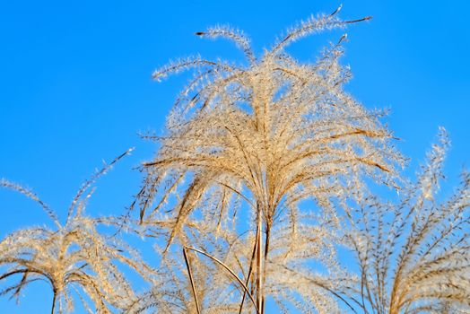 Taken in Showa National Park, Tachikawa, Japan.