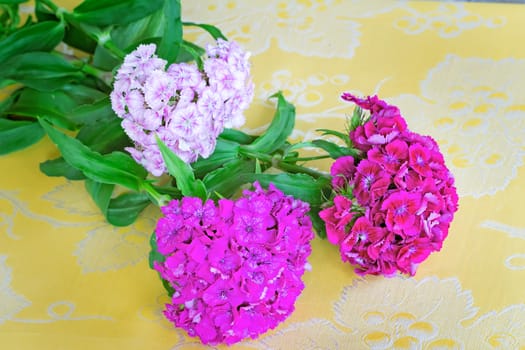 Beautiful bright pink flowers of a carnation. Are presented by a close up on a table against a silk cloth.