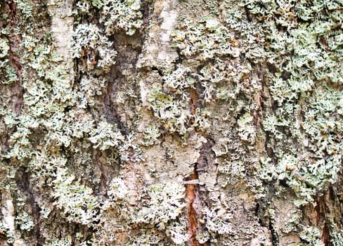 Covered with moss and lichen, the trunk of an old tree . Presents foreground, background image.