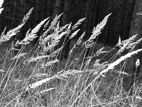 Grass in forest