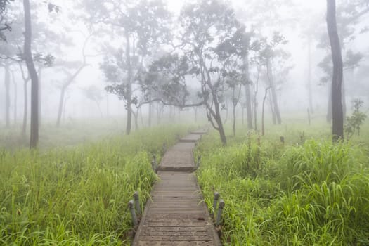 Wooden bridge walkway.Sides of the trees and meadows.