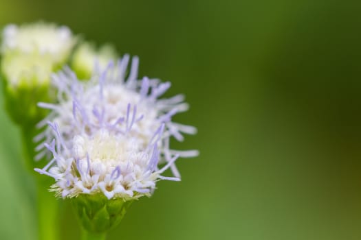 close up nature violet flower