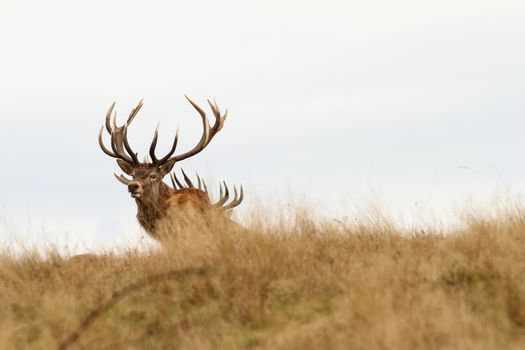 beautiful red deer stag looking at camera ( Cervus elaphus )