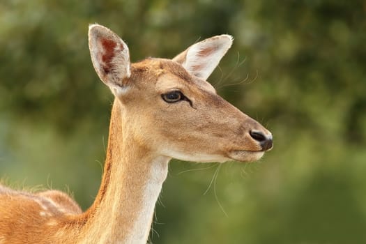 fallow deer hind ( Dama ) over green background, portrait