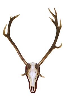 red deer buck skull, hunting trophy isolated over white background