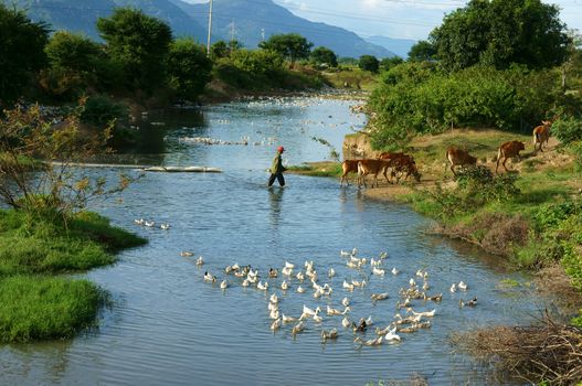 PHAN RANG, VIET NAM-OCT 22: Amazing scene of Vietnamese village, Asian people herding cow cross stream, duck swim on river, beautiful nature, fresh air, wonderful landscape, Vietnam, Oct 22, 2013