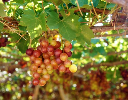 Agriculture product at Phan Rang vineyard, Vietnam, vine plant with bunch of ripe red grape, green leaf in garden, this fruit very nutrition, rich vintamin, healthy and is raw to make wine