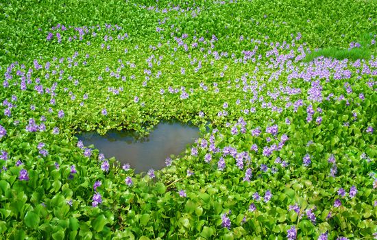 Beautiful flora, hyacinth flower in nice violet, green leaf on lake, amazing heart shape, brilliant colors make beauty scene for Vietnam eco travel