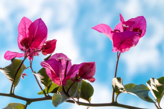 Bougainvillea close up macro green violet sun