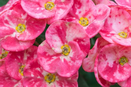 close up Euphorbia milli Desmoul flower